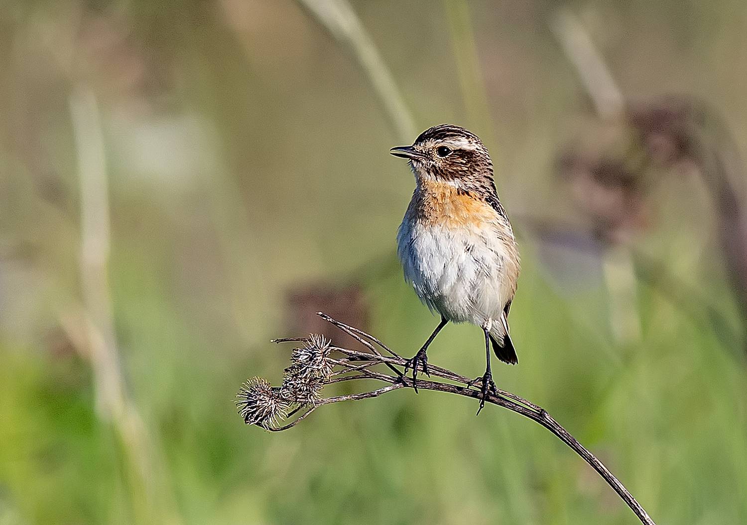 Луговой чекан (самец). Автор: Широких Александр птицы, лето, поле, июнь, Широких Александр