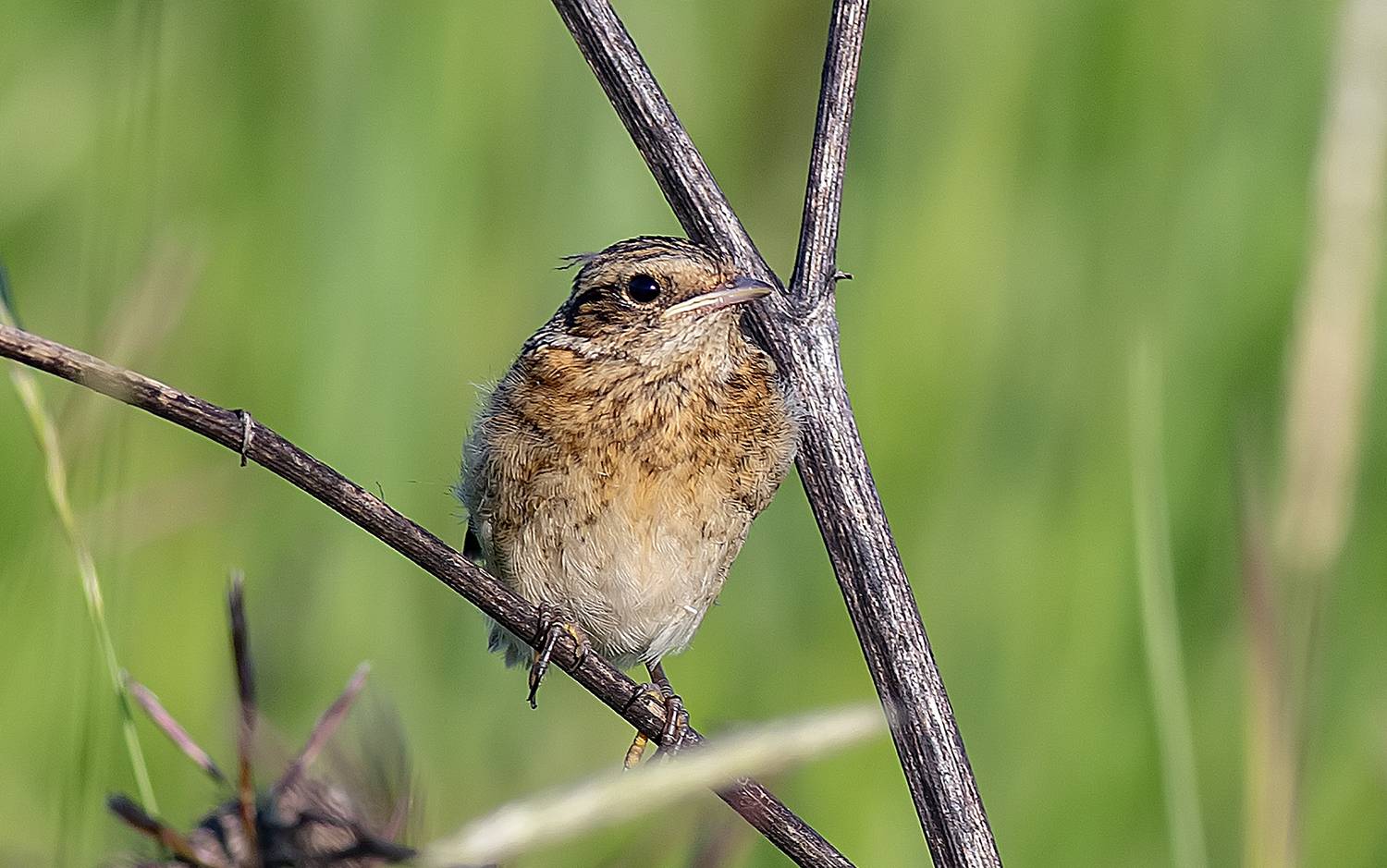 Слёток лугового чекана. Автор: Широких Александр птицы, слёток, лето, поле, Широких Александр