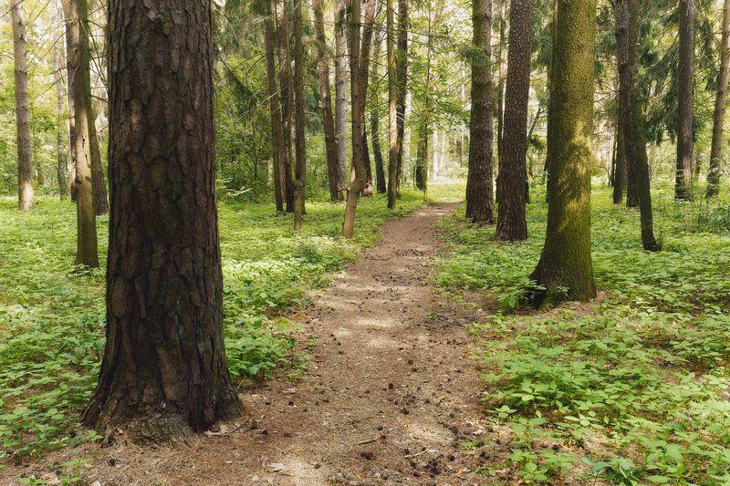 лес, деревья, листва, свет В летнем лесуphoto preview