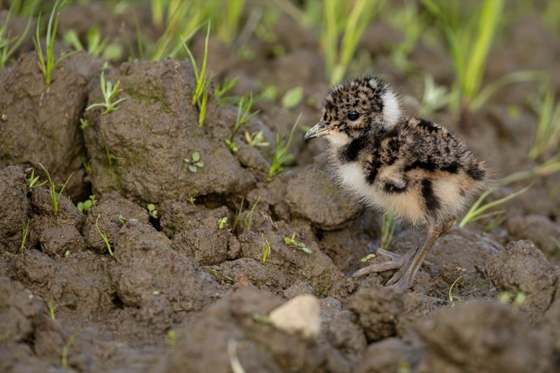 чибис, птенец, чибисенок, птицы photo preview
