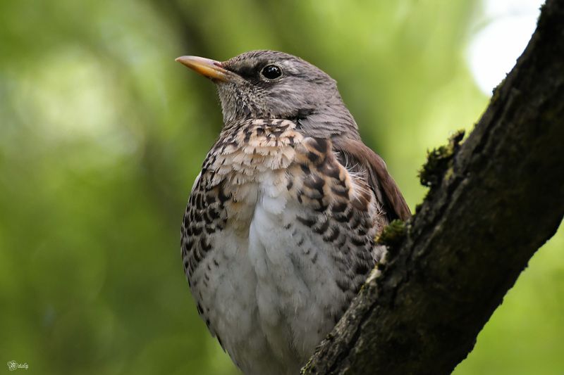 Дрозд - рябинникphoto preview