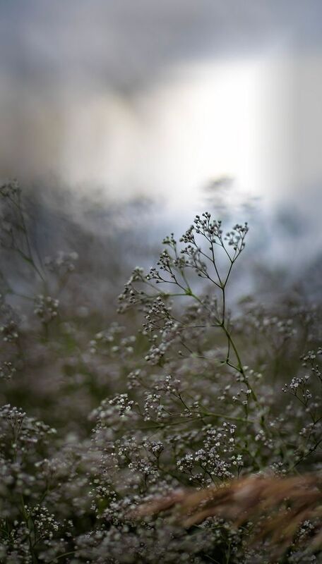 Перекати поле..photo preview