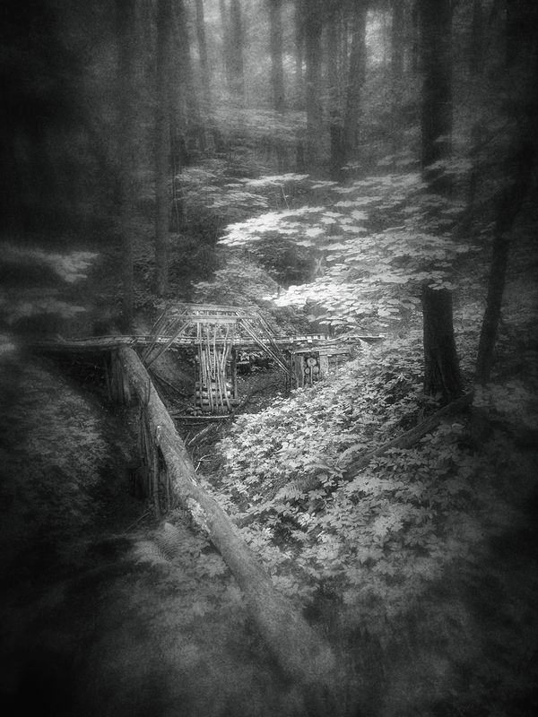 чб, пейзаж, лес Зов джунглей.photo preview