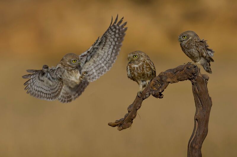 Little owls photo preview