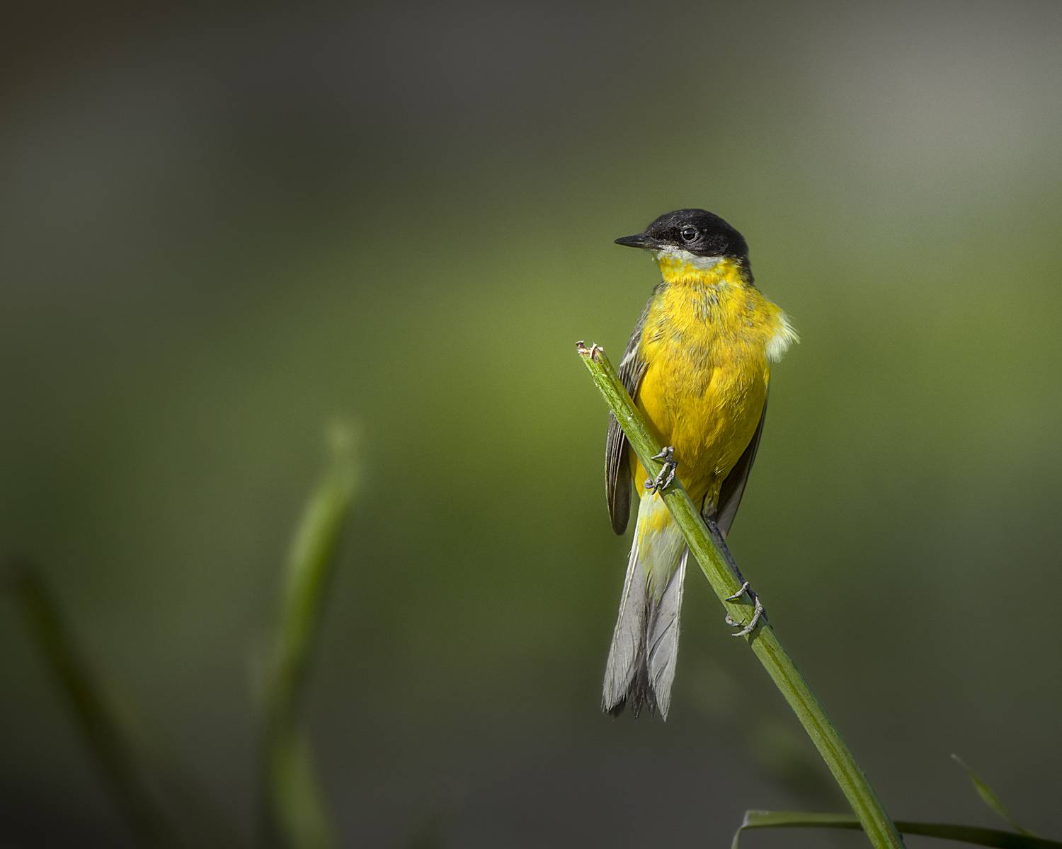 Автор: Оджи Мила , Оджи Мила