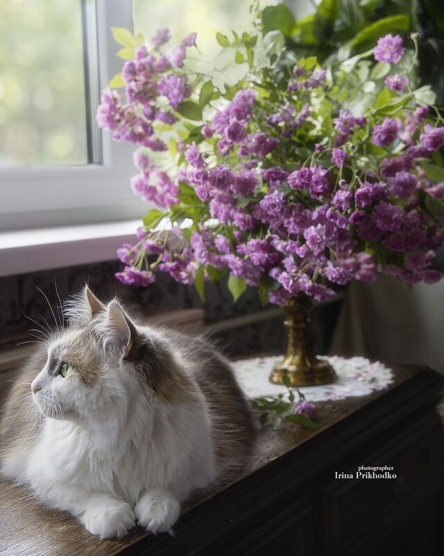 кошки, животные, питомцы, трехцветные кошки, интерьер, портрет, профиль Кошка в профильphoto preview