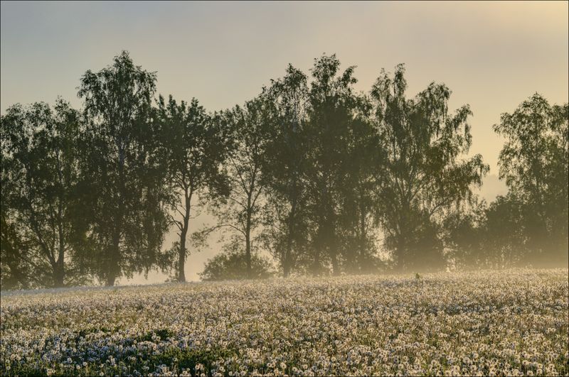 Туманное утро в одуванчикахphoto preview