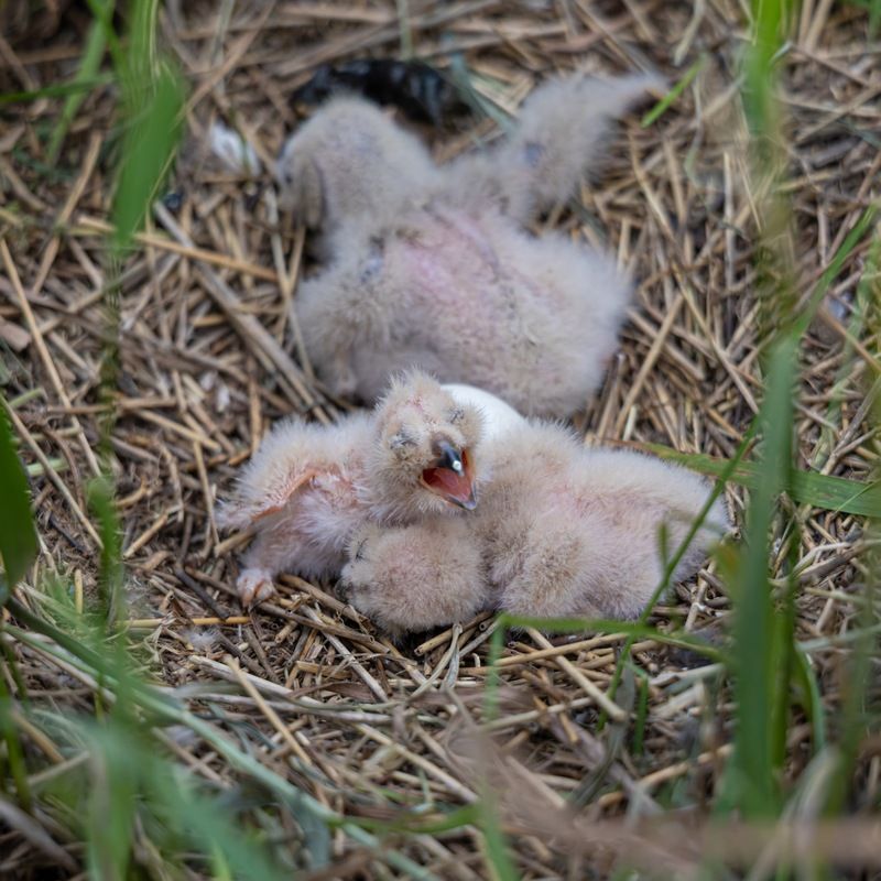 болотная сова, сова, птицы Птенцы болотной совыphoto preview