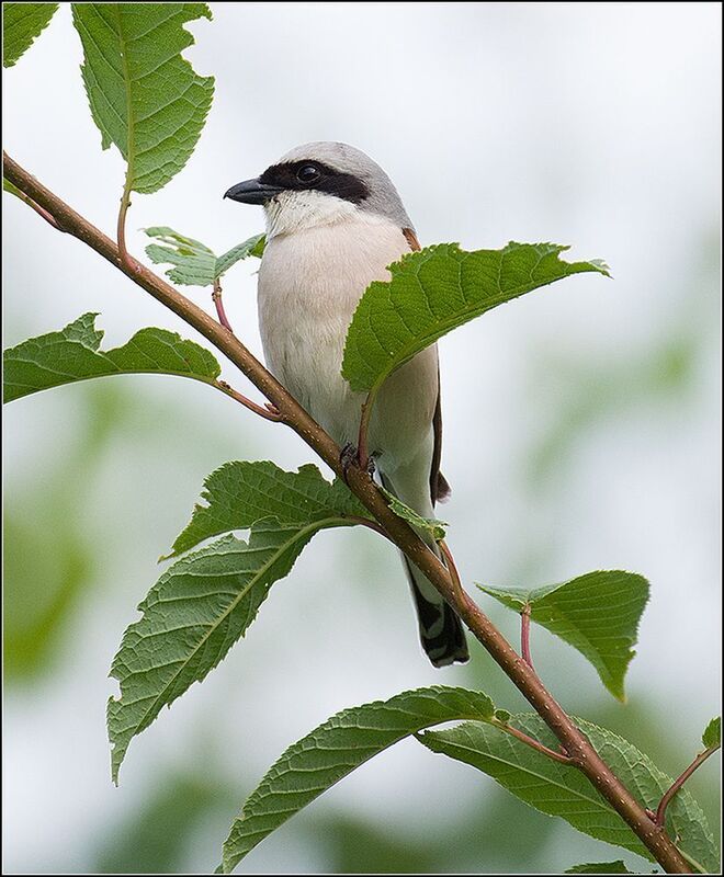 москва, июнь, парк, птицы Жуланыphoto preview