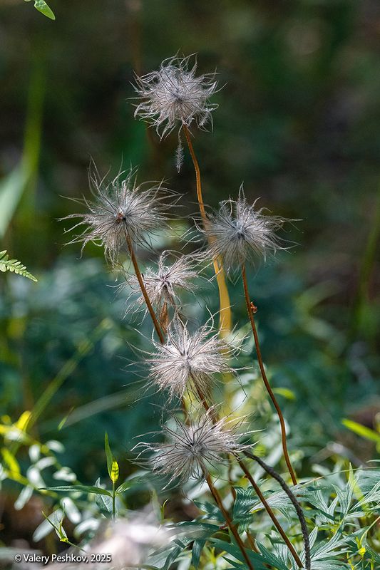 сон-трава, прострел, одуванчики, семена, лето, мещёра Про супер-одуванчики (2)photo preview