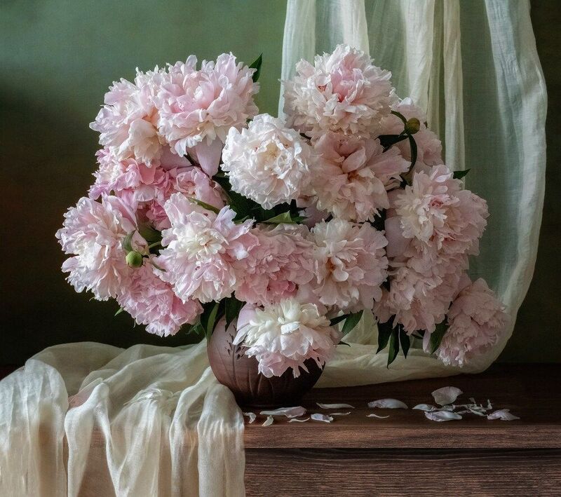 Натюрмортыphoto preview