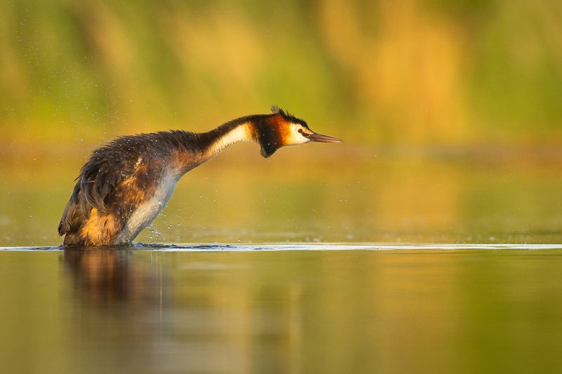 Potápka chcholatáphoto preview