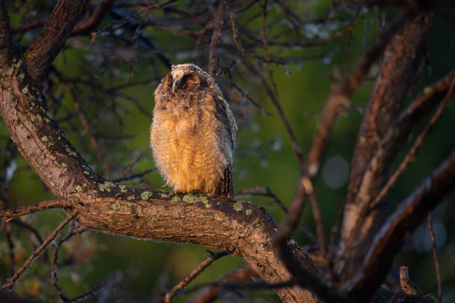 ушастая сова, совёнок, летний дождь,  marateaman