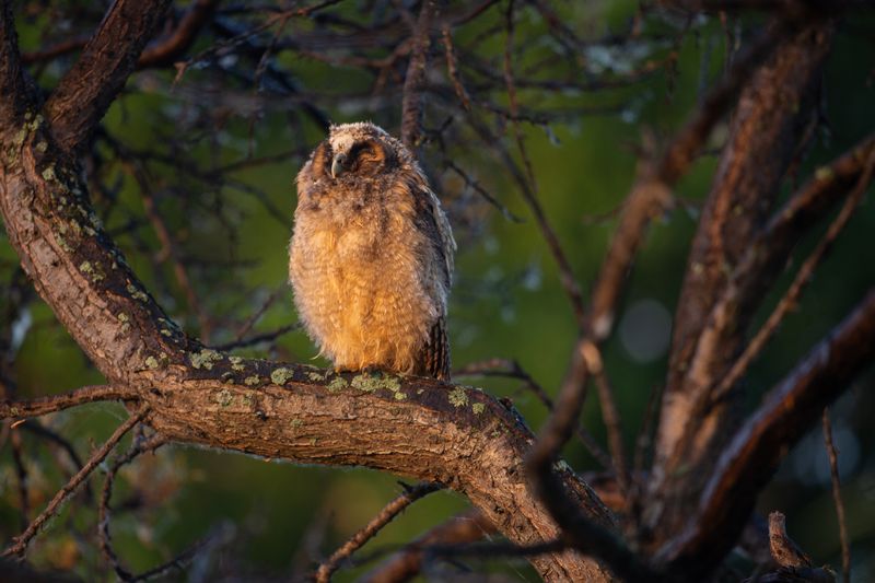 ушастая сова, совёнок, летний дождь После дождикаphoto preview
