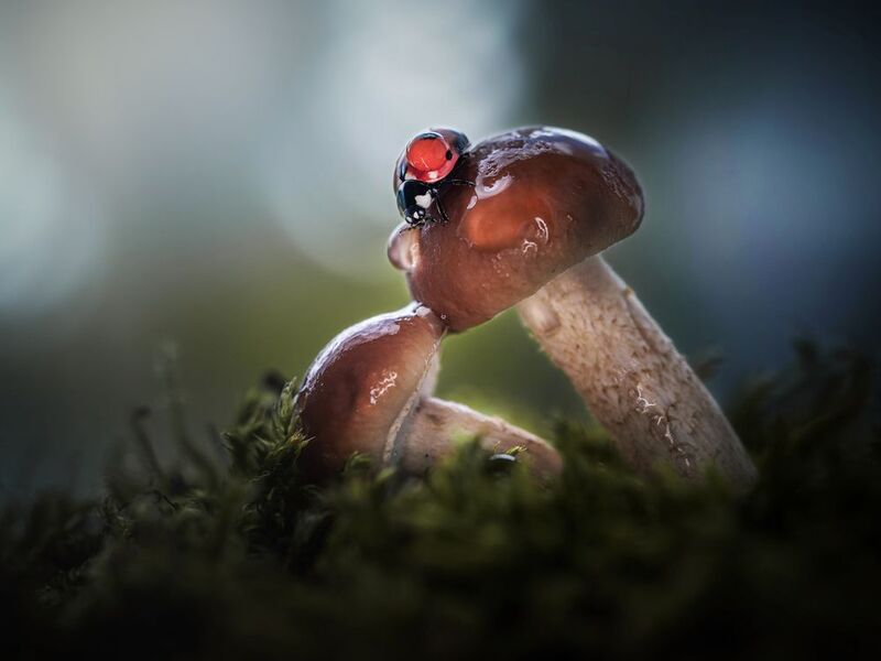 *** фото превью