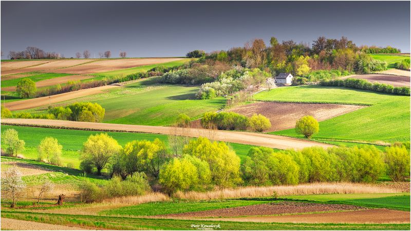 polska, ponidzie, pola, drzewa ***photo preview