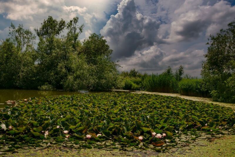 пейзаж, озеро,кувшинки,природа, кмв Перед грозойphoto preview