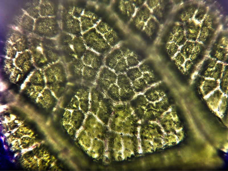 Микросъемка листа фикусаphoto preview