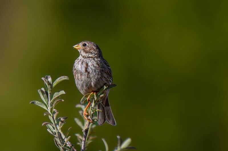 birds Nature | Wildlife Photography | Adventurephoto preview