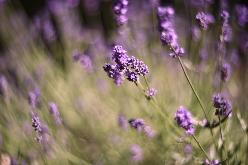 А просто Лаванда...photo preview