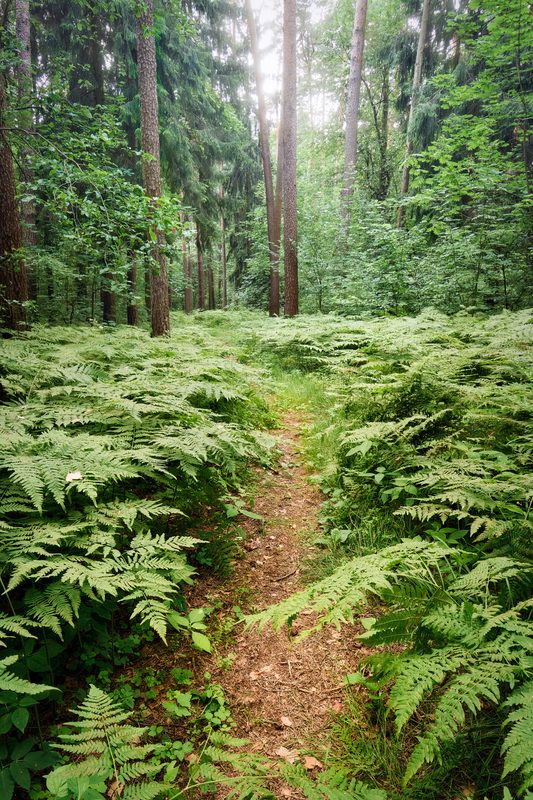 лес, деревья, листва, свет В летнем лесуphoto preview