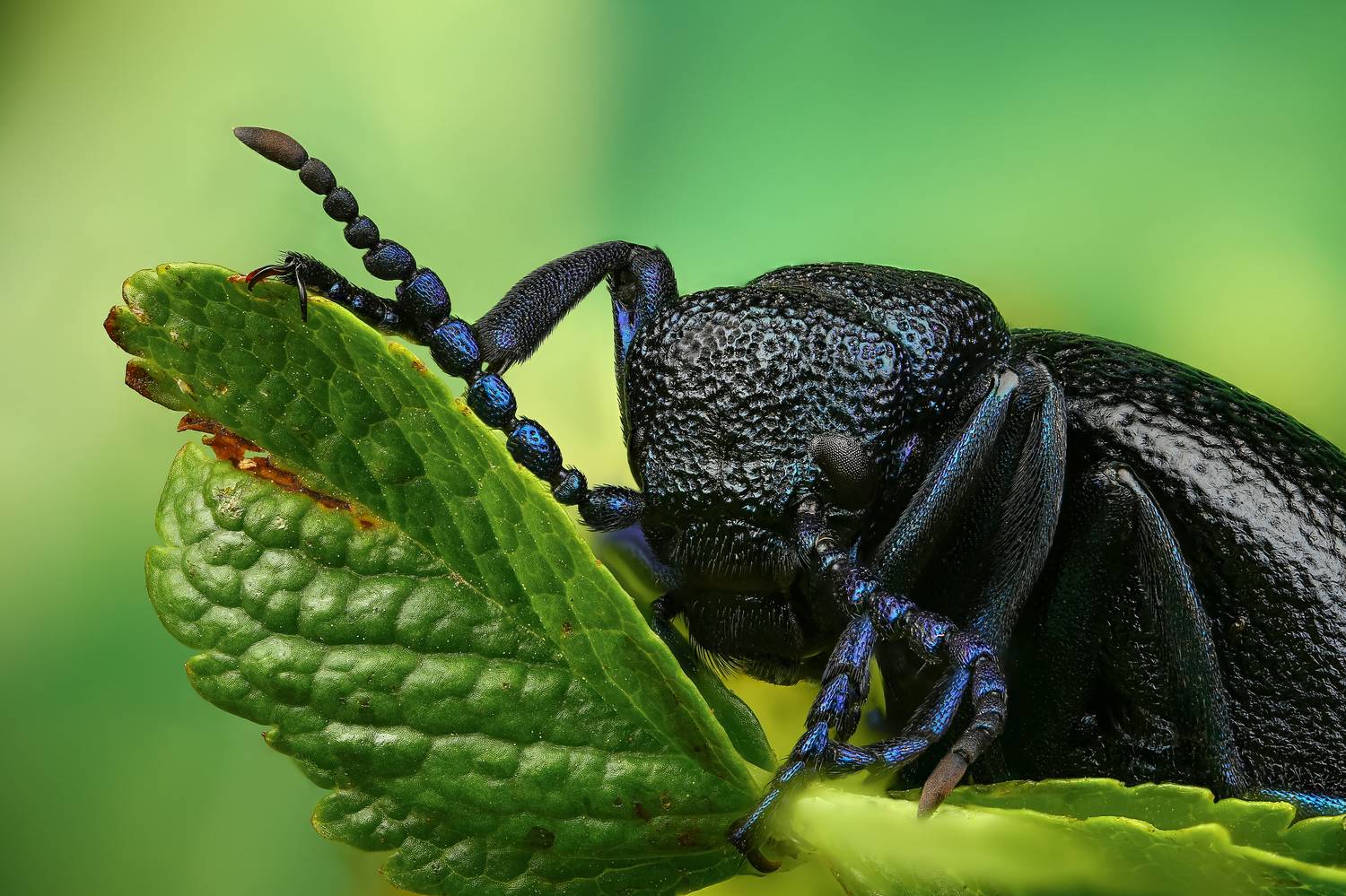 Майка. Автор: Шаповалов Андрей макро,природа,животное,растение,цвет,фото,лист,зеленый, Шаповалов Андрей