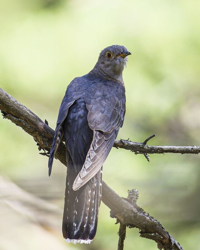 кукушка, птицы Кукушкаphoto preview