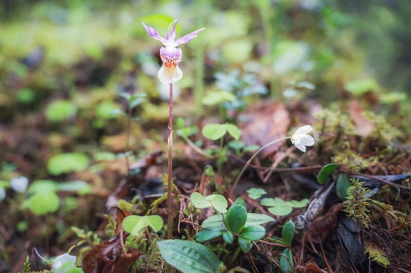 Калипсоphoto preview