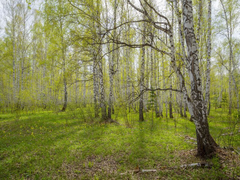 весенний цветphoto preview