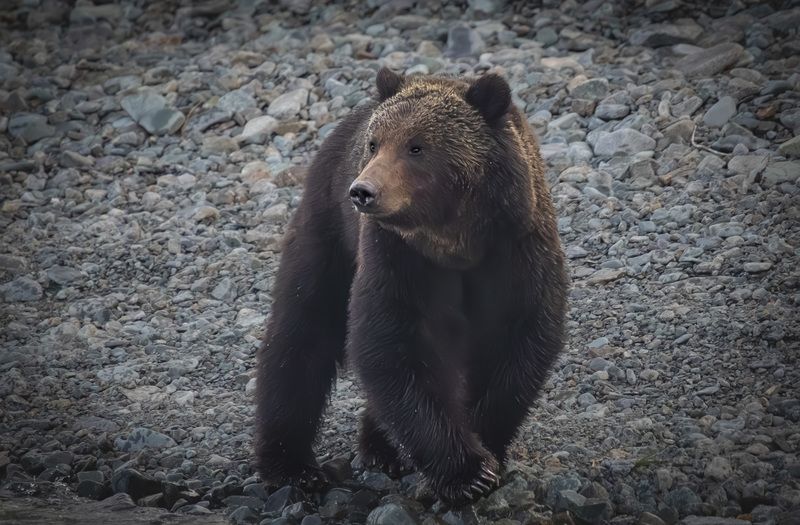 Хозяин Байкальских береговphoto preview