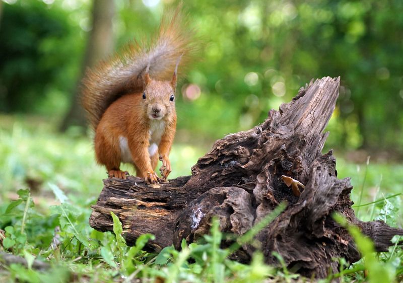 Белка ***photo preview