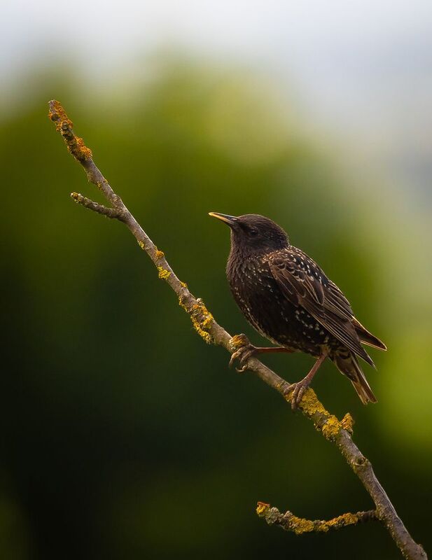 Špačekphoto preview