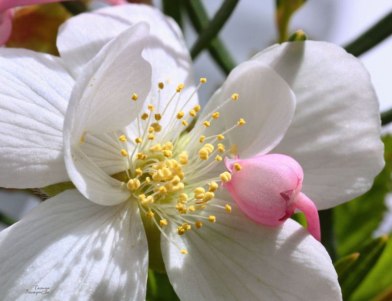 цветок морошки, цветок андромеды, тычинки, лепестки Нежности цветочныеphoto preview