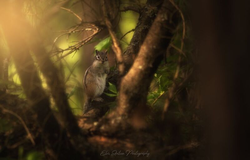 бурундук, chipmunk, животные, анимализм, природа, костромская область, кологрив,  сказки кологривского  леса Сибирский бурундукphoto preview