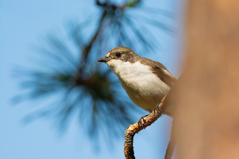 мухоловка, пеструшка, мухоловка-пеструшка, птица, птицы, лес, лето, природа, фотоохота, новосибирск Кормилецphoto preview
