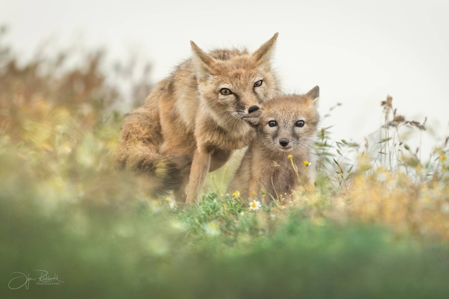 корсак, калмыкия, степная лиса, корсачонок, дикая природа, wildanimals, корсачата, vilpus corsac, corsac, корсаки, маныч, маныч-гудило, черные земли, Рудченко Ольга