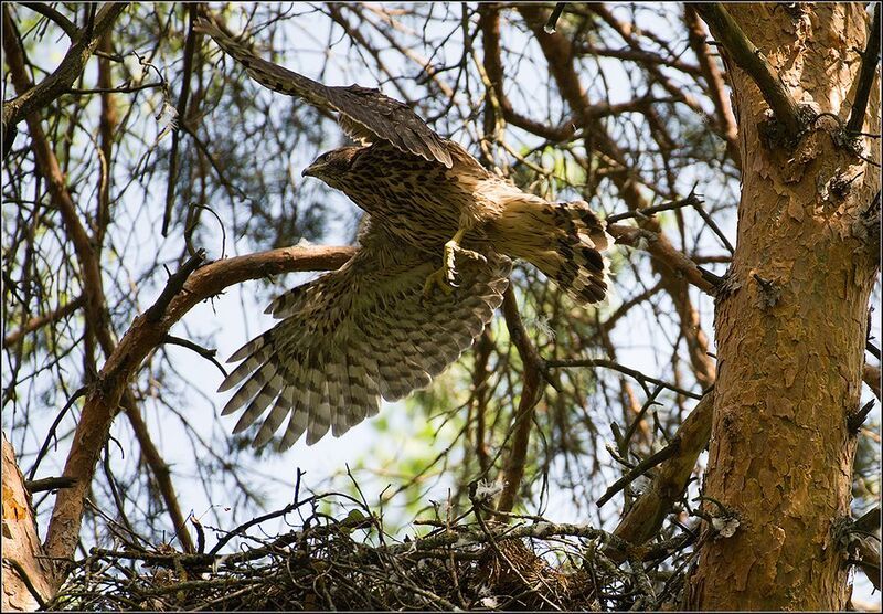 москва, парк, июнь, тетеревятник (птенец) птица *****photo preview