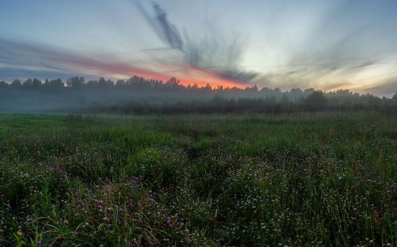 Поле клевера в туманеphoto preview