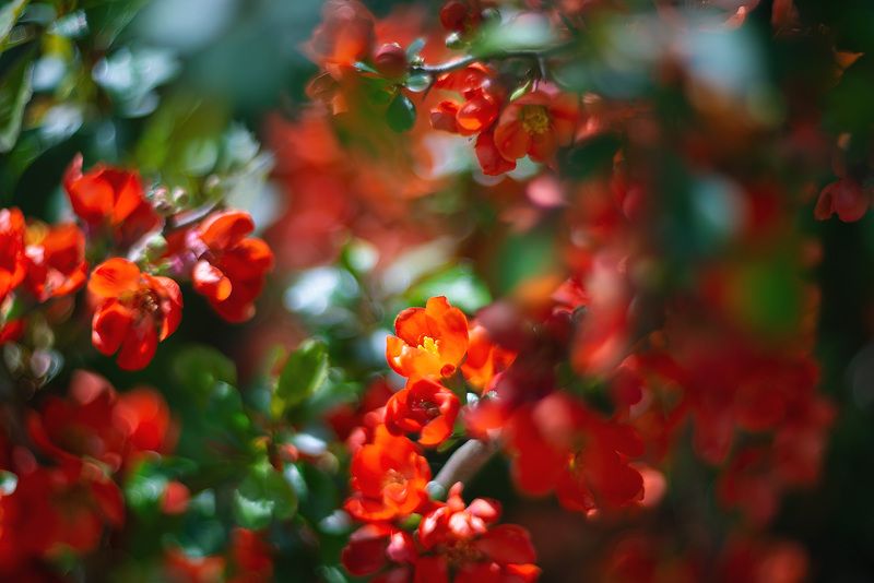 айва, весна, солнце Яркое цветение айвыphoto preview