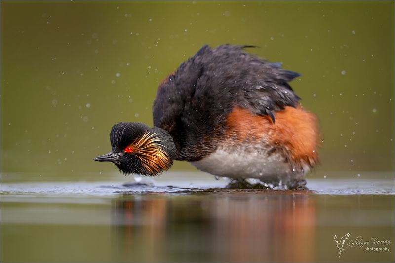 Чучуня болотнаяphoto preview