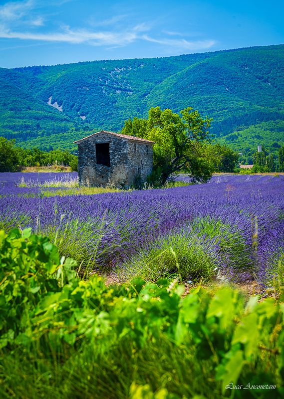 france provence lavender landscape nature field A day in Provence фото превью