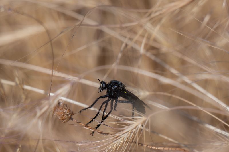 butterflies, insects Nature | Wildlife Photography | Adventurephoto preview