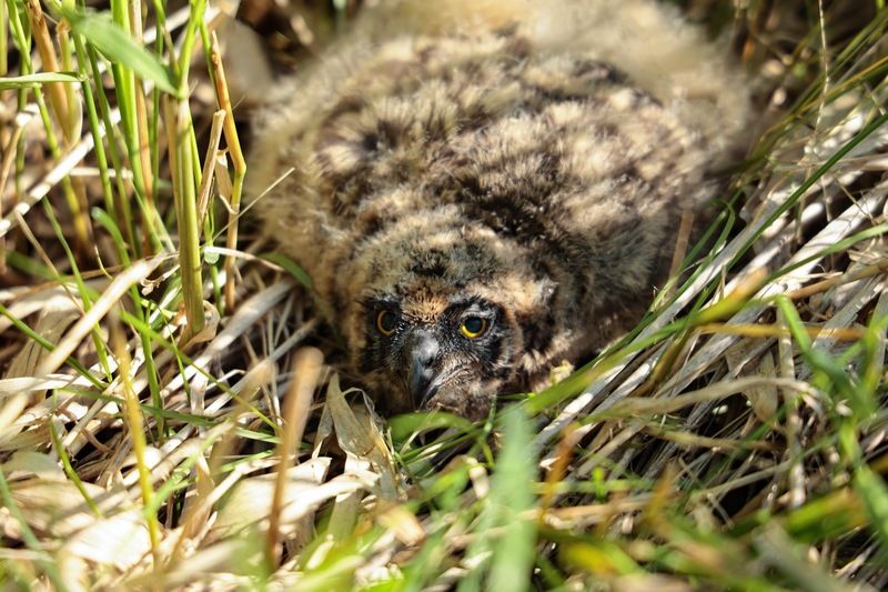 болотная сова, сова, птицы, совенок, совята Совенок болотной совыphoto preview