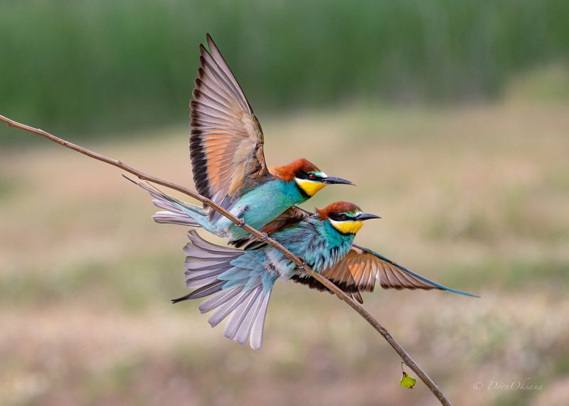 bee-eaters, birds, золотистые, щурки, пчелоеды, птицы Танго на ветруphoto preview