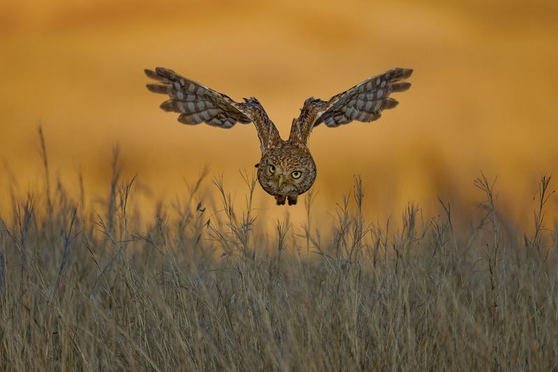 Flight over Golden Fieldsphoto preview