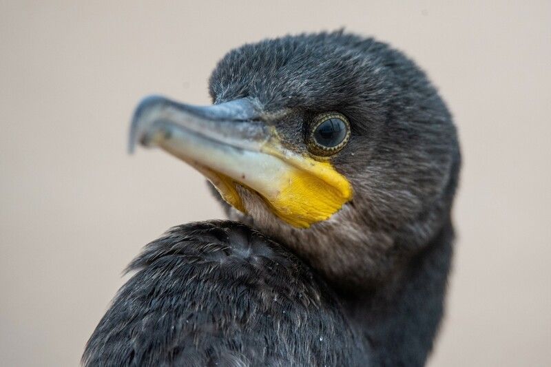 Бакланы на отдыхеphoto preview