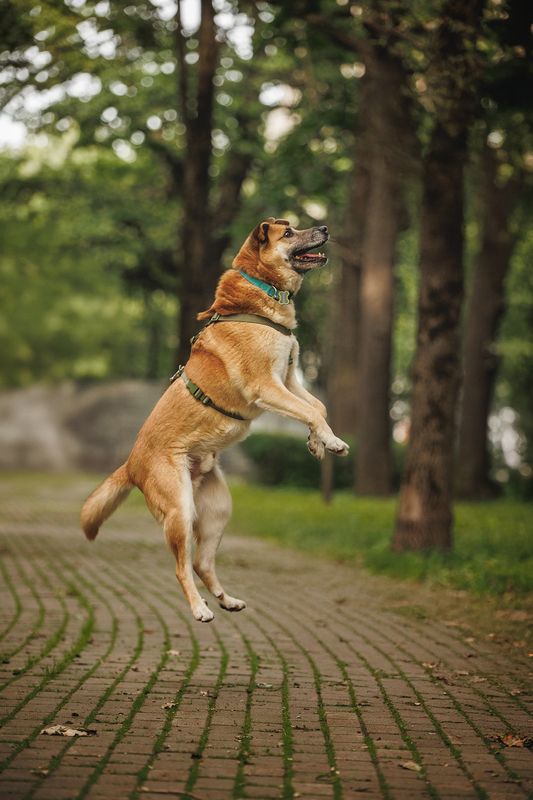 Шамуб в поиске семьиphoto preview