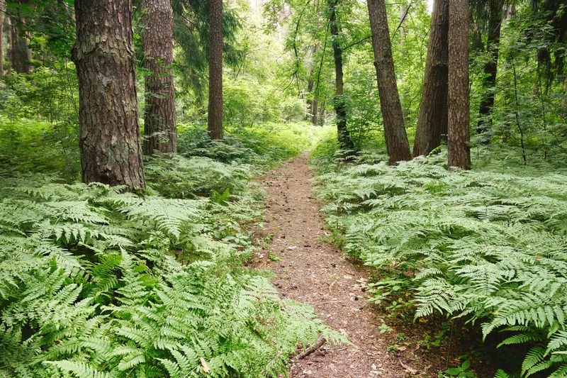 лес, деревья, листва, свет В летнем лесуphoto preview