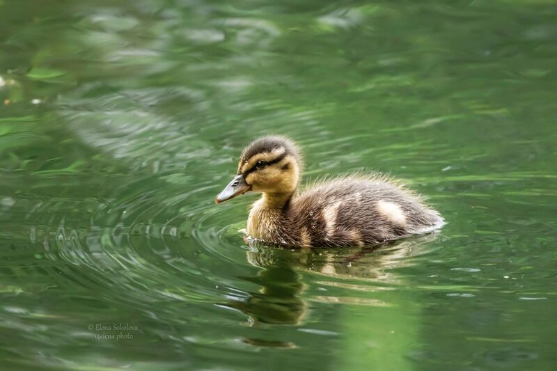 птенцы, кряква, утята, пруд Птенцы кряквы фото превью
