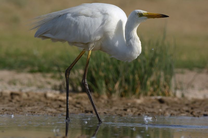 Большая белая цапля Жарко, хочется питьphoto preview